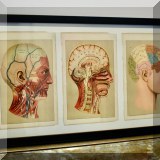 A12. Framed anatomy print. 